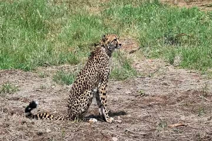 Third cheetah dies of injuries during fight in Kuno National Park