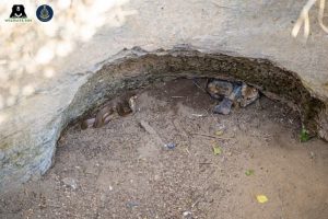 Maharashtra villagers rescue cobra and jackal from well in rare feat