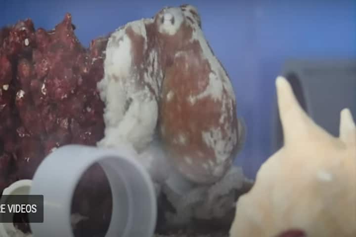 Video recording suggests Costello the octopus had experienced a deadly nightmare