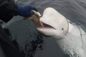 Deemed ‘spy’, the sensational Beluga whale moves from Norway to Sweden