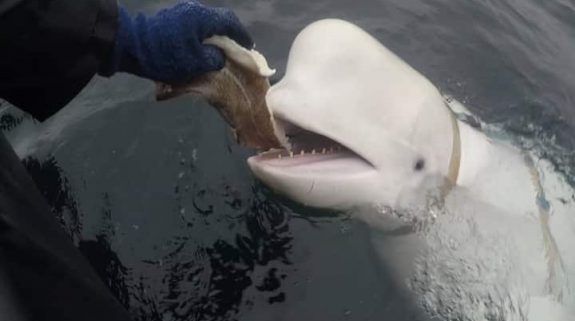 Deemed ‘spy’, the sensational Beluga whale moves from Norway to Sweden