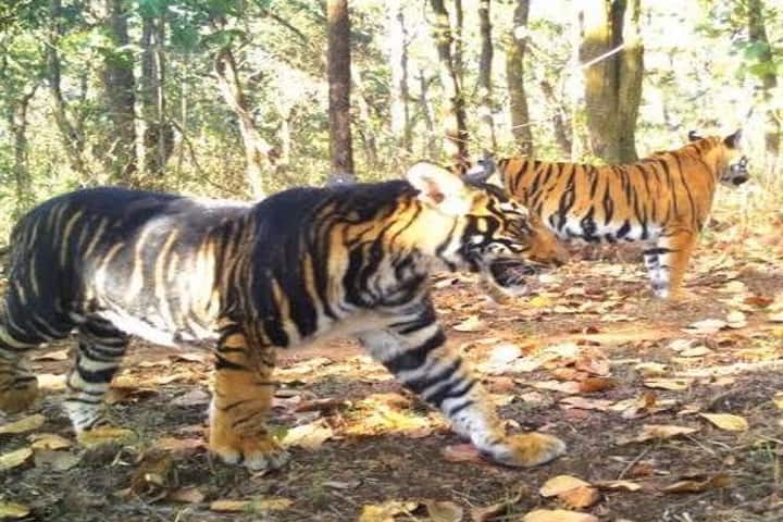 Odisha’s Similipal Tiger Reserve loses one of its rare tigers with black stripes