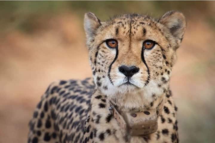 Sasha Cheetah Renal Failure