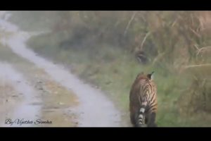 Video: Mighty Tiger gives right of way to Elephants in the law of the wild