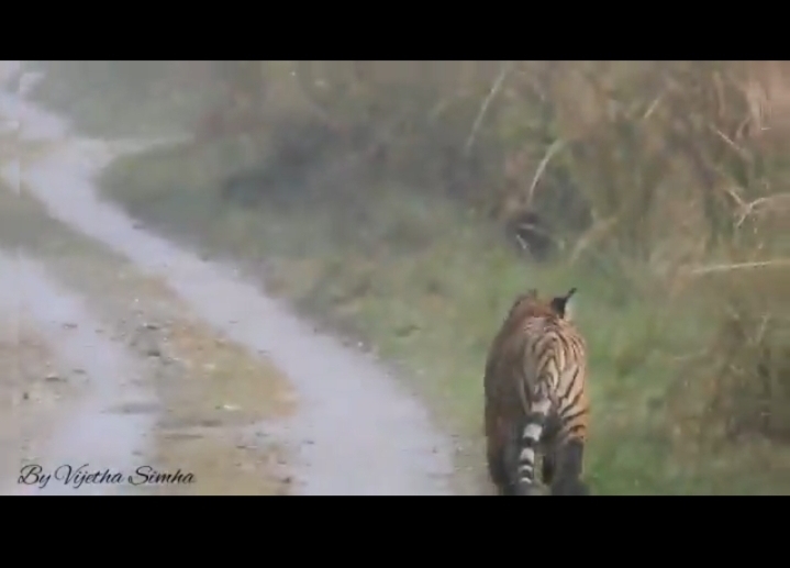 Video: Mighty Tiger gives right of way to Elephants in the law of the wild