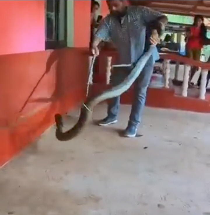 Video: 15-foot King Cobra caught from car
