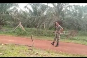 Watch: Soldier catches deadly cobra with bare hands