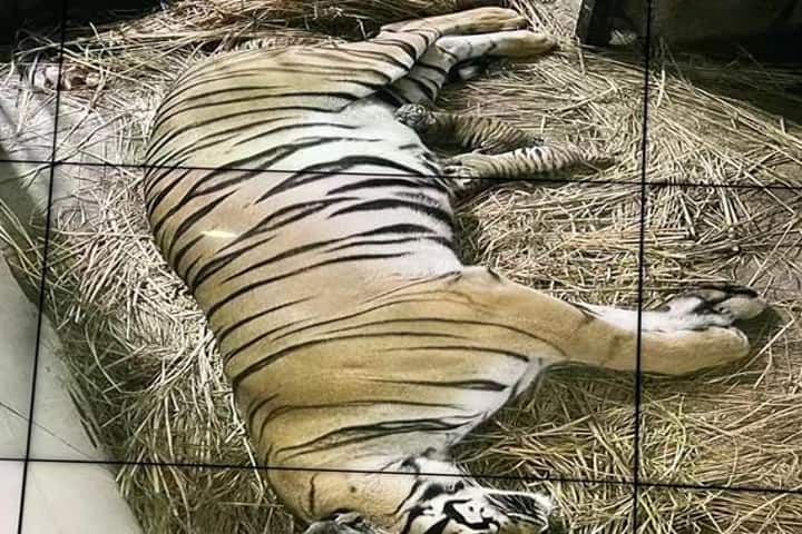 Delhi Zoo’s Royal Bengal tigress gives birth to cubs after 18 years