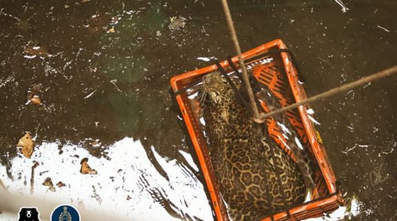 Maharashtra villagers save leopard stuck in 80-foot-deep well