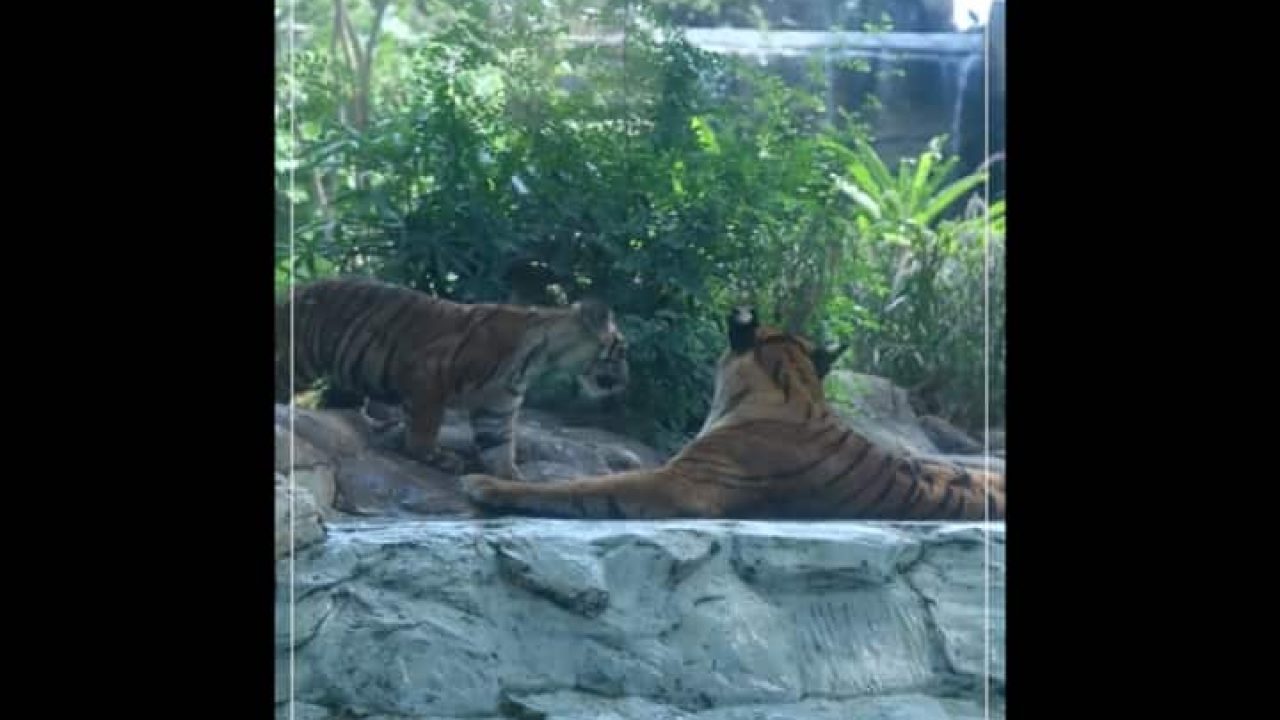 Tiger Cub Byuculla Zoo1