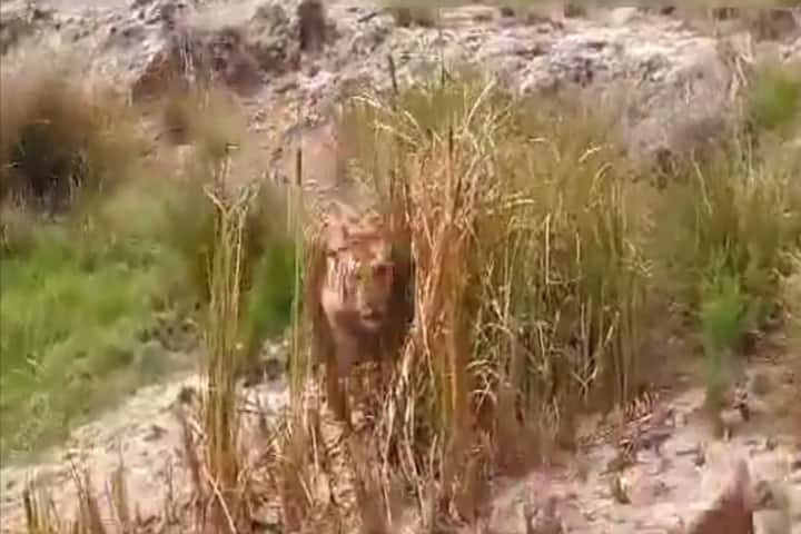 Caught on Camera: Tiger hunts for prey in water