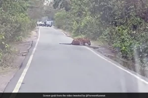 Watch: Majestic tiger drinks water as traffic waits!