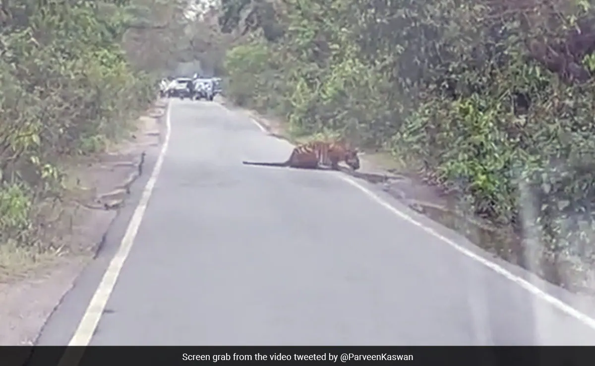 Watch: Majestic tiger drinks water as traffic waits!