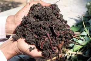 Telangana tribals use cow dung to make organic fertiliser