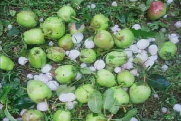 Freak rains and hailstorms hit apple crop hard in Himachal