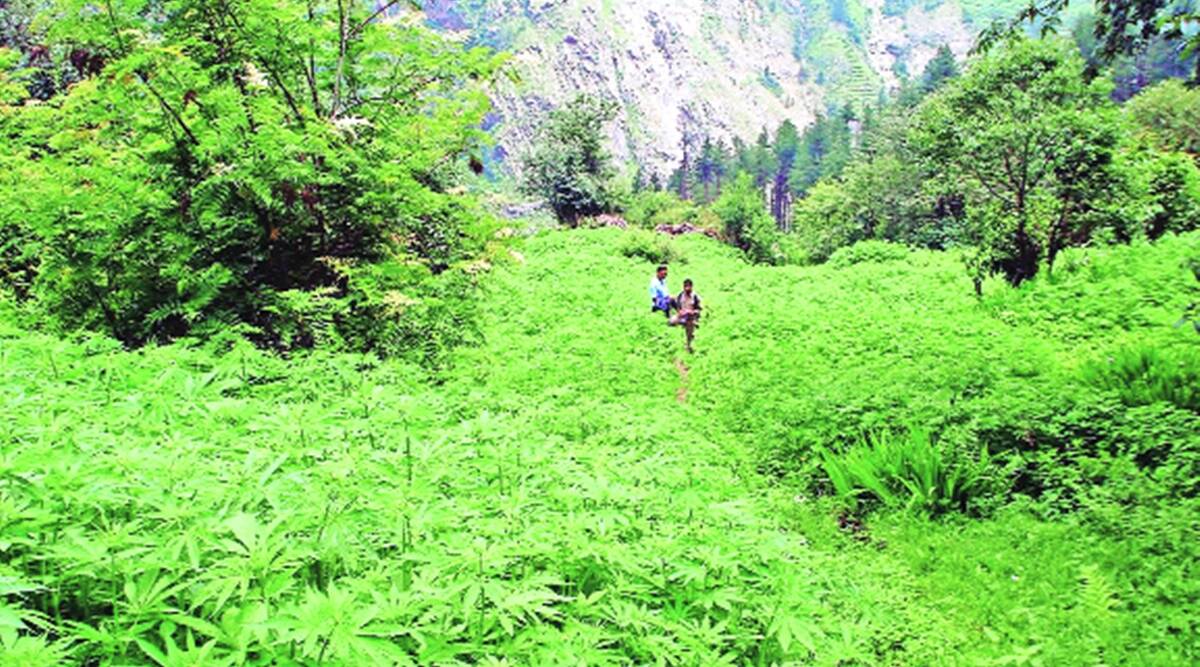 Himachal govt taking fresh look at Cannabis as medicinal herb to make cultivation legal 