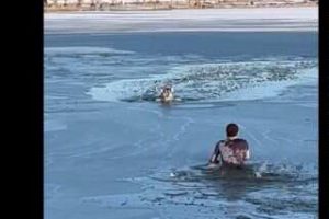 Watch: Man jumps in to save dog stuck in half-frozen lake