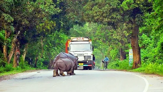 Gadkari cheers wildlife enthusiasts, says Kaziranga Elevated Road best platform to watch rhinos