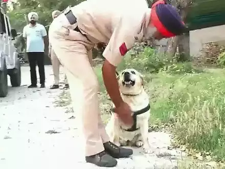 Watch: Brave Punjab police dog Simmy wins battle against cancer and is back on duty