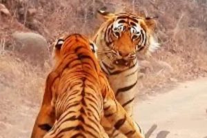 Watch: Tiger vs Tigress in fight over deer at Rajasthan’s Ranthambore Park