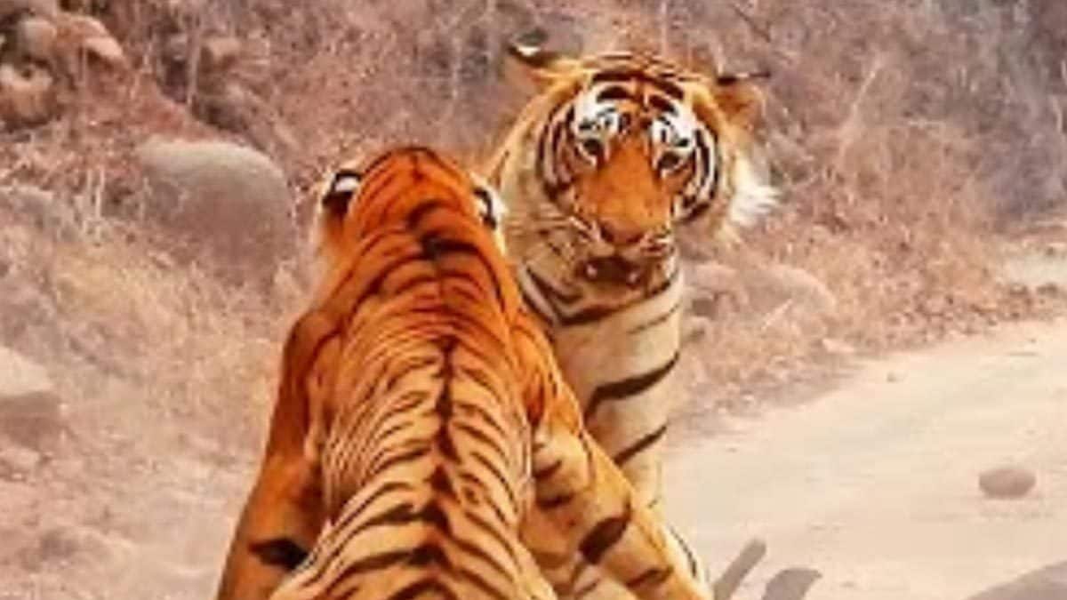 Watch: Tiger vs Tigress in fight over deer at Rajasthan’s Ranthambore Park