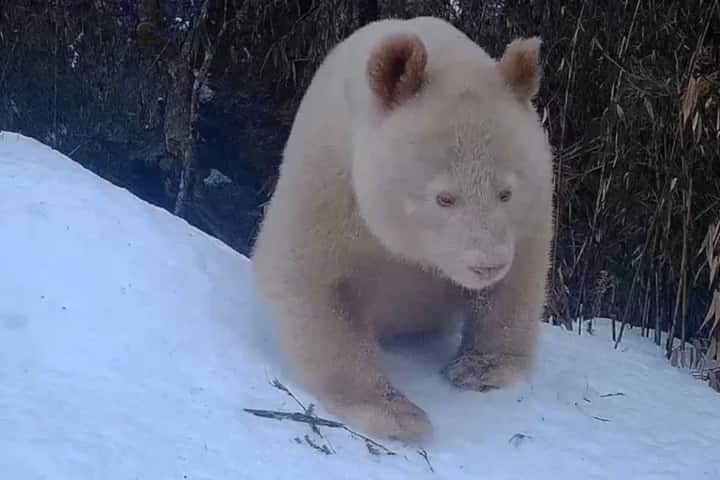 World’s one and only white giant panda in China is healthy and happy