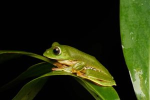 Mapping frog species through community participation begins in Kerala