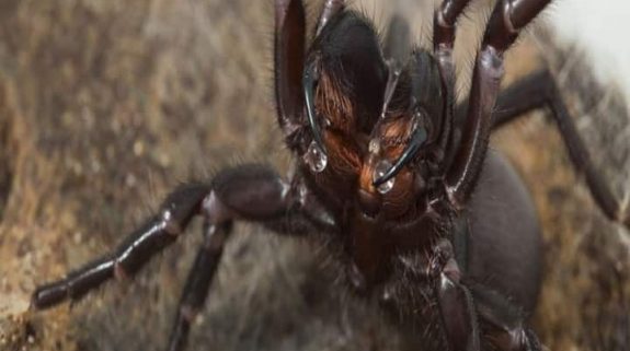 Australian scientists analyse deadly spider poison to make medicines