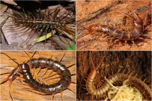 Hyderabad scientists discover genetic diversity in centipedes is higher than other insects