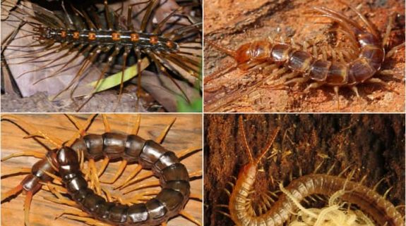 Hyderabad scientists discover genetic diversity in centipedes is higher than other insects
