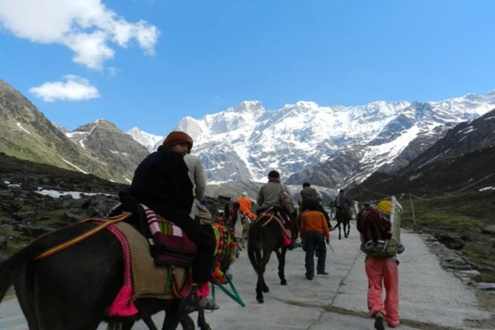 Hardy mules earn more than helicopters on Char Dham route