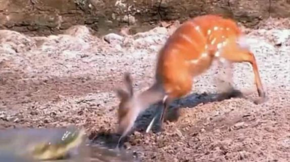 Watch: Swift deer escapes crocodile’s jaws