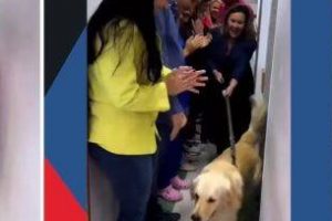 Watch: Brave dog gets royal send-off after recovering from bullet injuries in robbery
