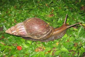 Giant African land snail triggers scare in Florida