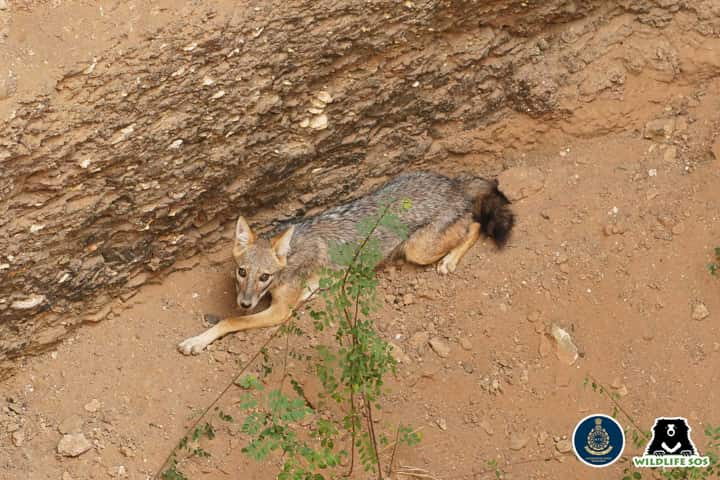 Alert Pune farmer rescues Golden jackal from 25-foot-deep well