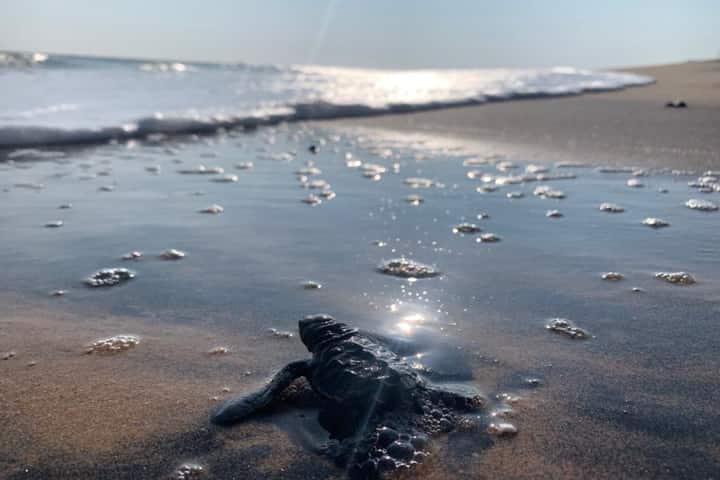 Tamil Nadu’s Kanniyakumari district records 78% jump in new born Olive Ridley turtles