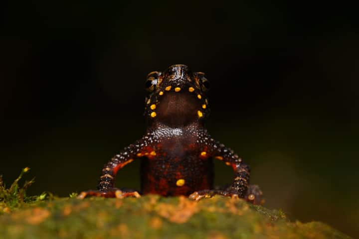 Malabar torrent toad