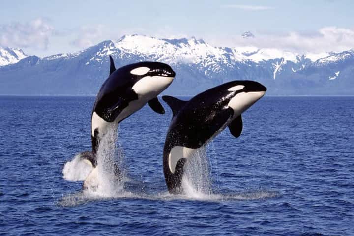 Why are killer whales ruthlessly attacking boats out at sea?