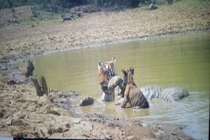 Madhya Pradesh’s Panna reserve celebrates birth of 4 tiger cubs in May
