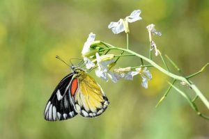 10 naturalists compile book on 157 butterfly species in Chennai