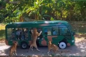 Watch: Tiger jumps on to tourist vehicle as driver moves too close