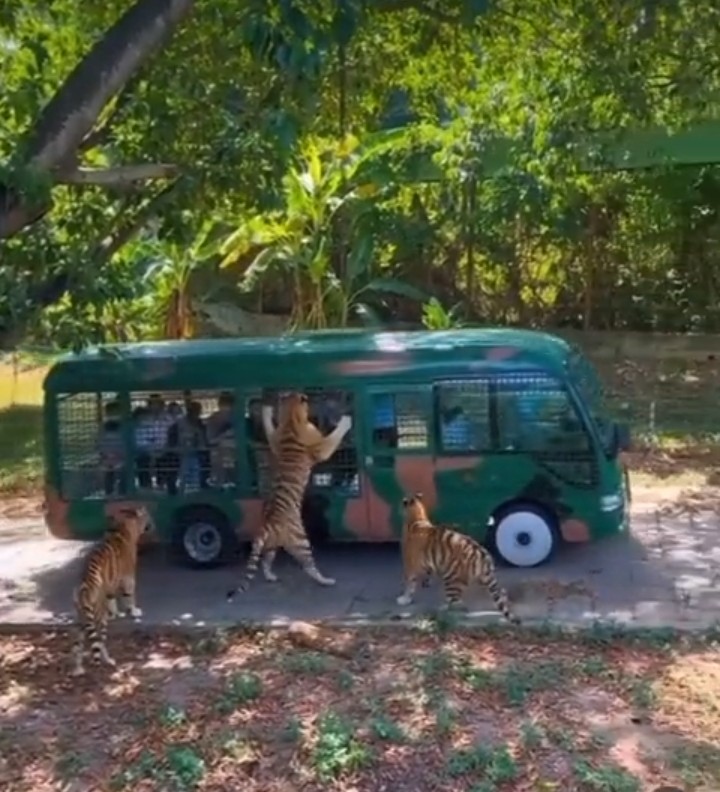 Watch: Tiger jumps on to tourist vehicle as driver moves too close