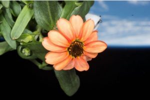 NASA shares awesome photo of flower grown onboard Space Station