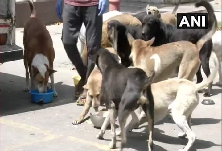 Delhi’s new dog sterilisation centre cum hospital to come up in Vasant Kunj