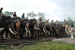Tamil Nadu sets up second elephant camp with cash injection of Rs.8 crore