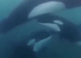 Stunning video: Baby whale seeks human help to rescue mother stuck in fishing net