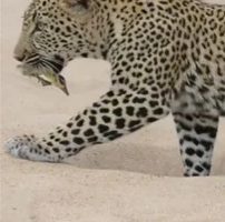 Rare video: Little bird caught by leopard appears dead and then…