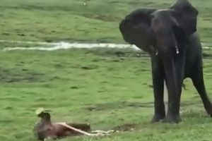 Video captures rare moment of baby elephant being born, herd gathers to celebrate