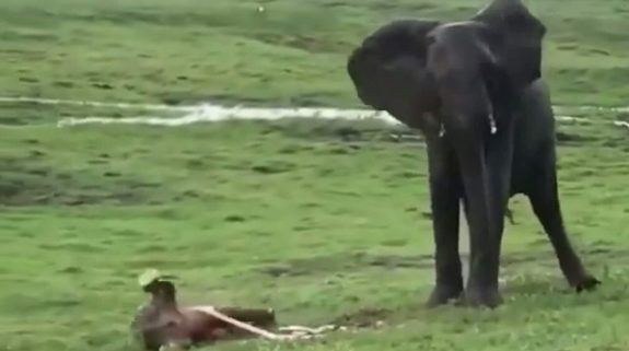 Video captures rare moment of baby elephant being born, herd gathers to celebrate