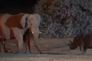 Rare video: Elephant clashes with Rhino and the winner is….